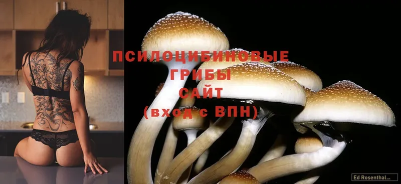 Галлюциногенные грибы Psilocybe  Ленск 